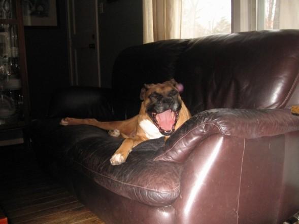 Sure, It's My Outfit But It's Really About My Dog 4 ruckus a boxer dog yawning