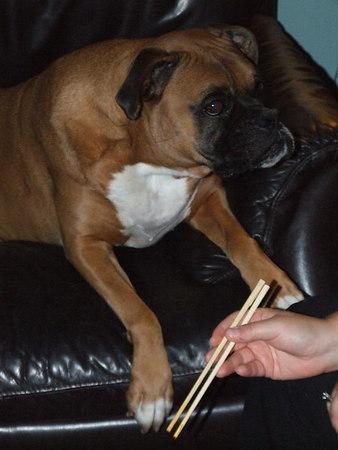 Sure, It's My Outfit But It's Really About My Dog 2 ruckus the boxer dog of alison gary