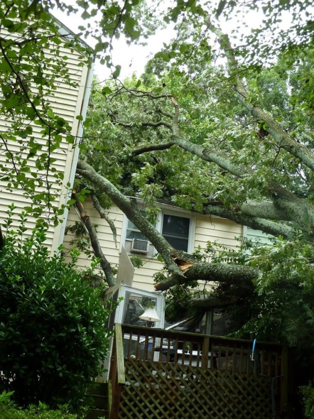 photo of a large oak tree fallen on a home, destroying a sunroom and falling through the roof.