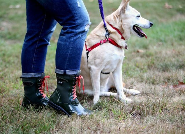 a blonde midsized dog on a leash, the legs and feet of a person holding the leash. The person is wearing distressed jeans and Bogs boots