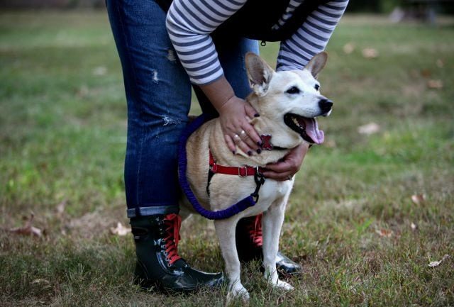 a blonde midsized dog on a leash, the legs and feet of a person holding the leash. The person is wearing distressed jeans and Bogs boots