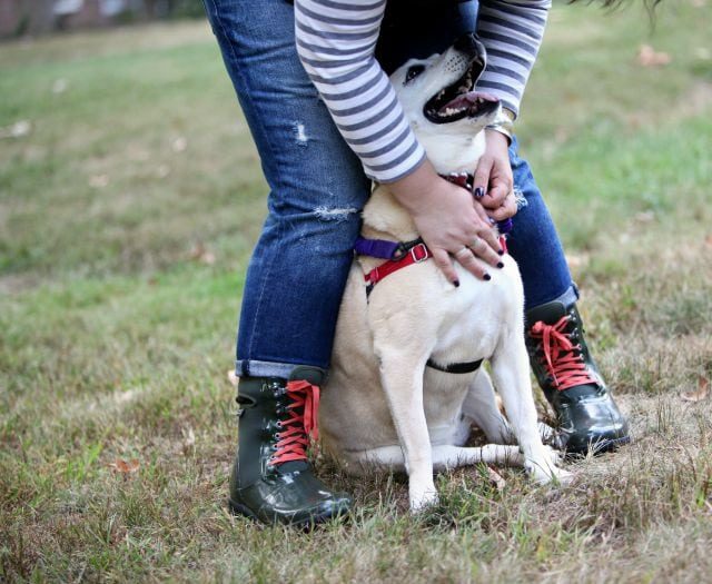 a blonde midsized dog on a leash, the legs and feet of a person holding the leash. The person is wearing distressed jeans and Bogs boots