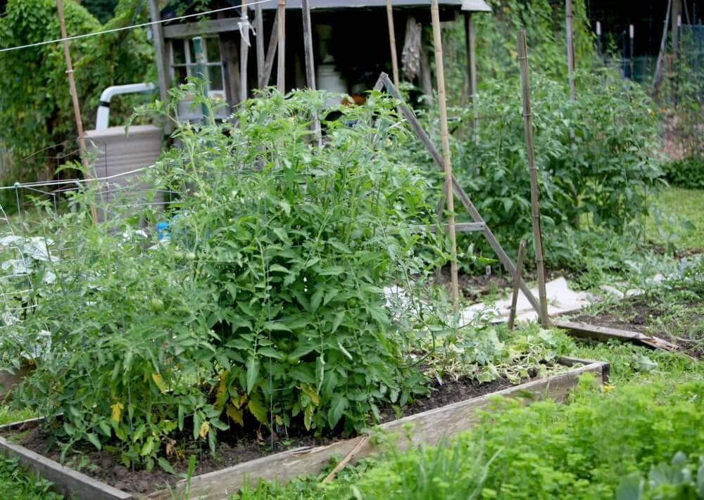 Greenbelt Community Garden Plot