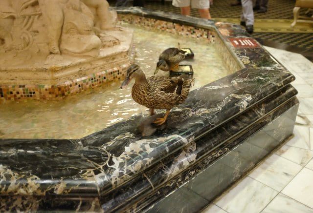 Peabody Ducks - Wardrobe Oxygen