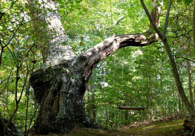 crooked-oak-mountain-inn-tree-swing