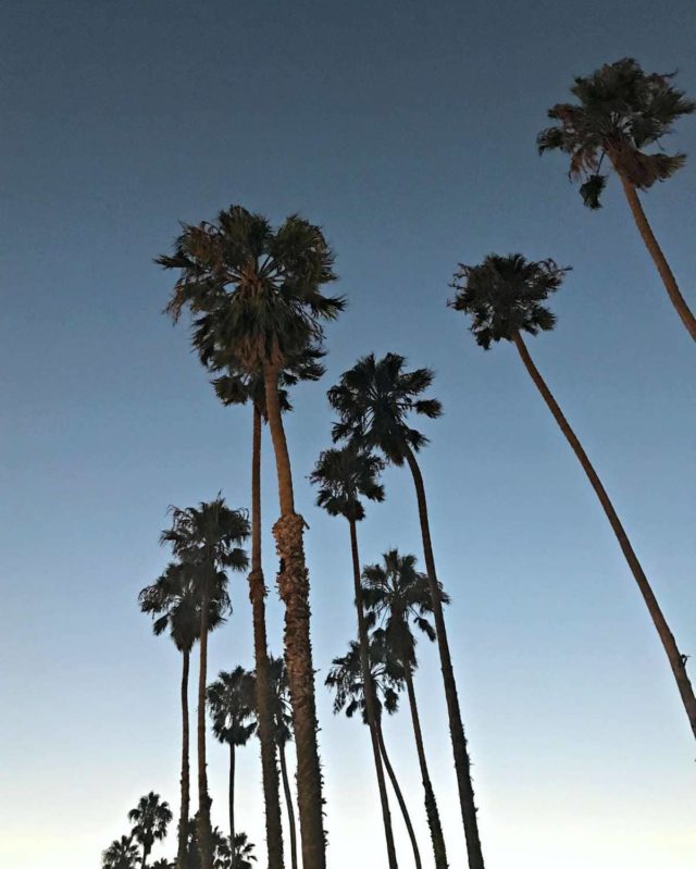 Palm Trees in Santa Barbara