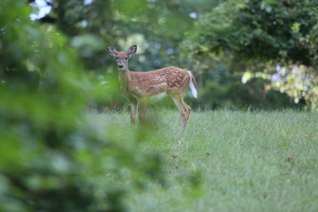 Deer on the Bostwick House property in Bladensburg, Maryland