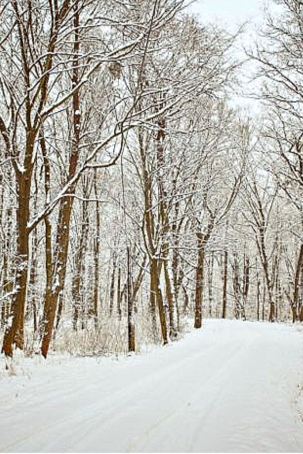 trees in the snow