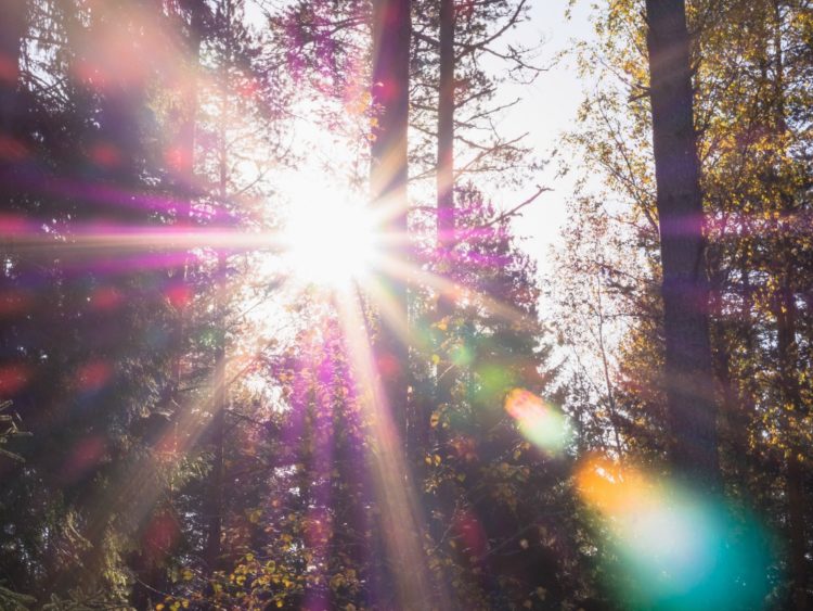 sunlight streaming through trees