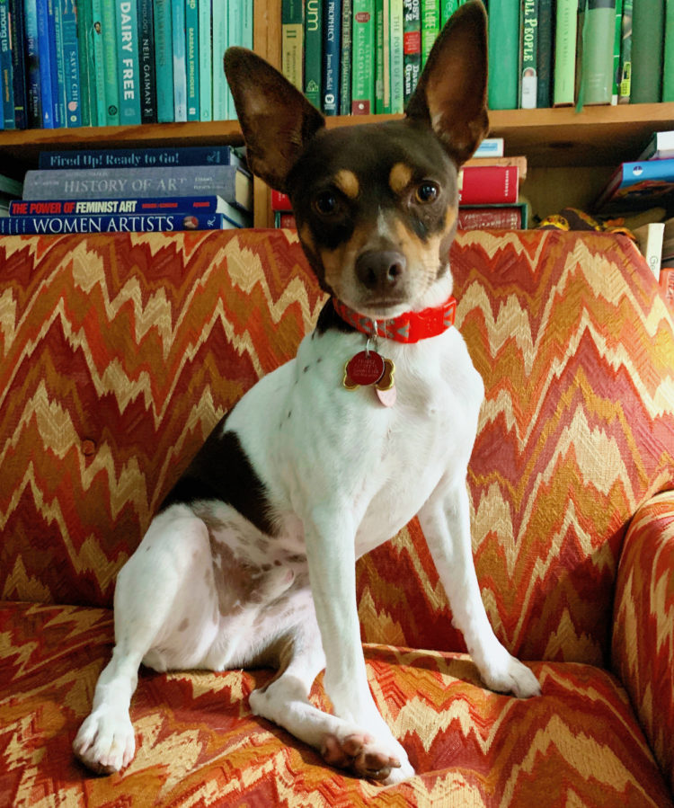 rat terrier dog sitting on an orange couch