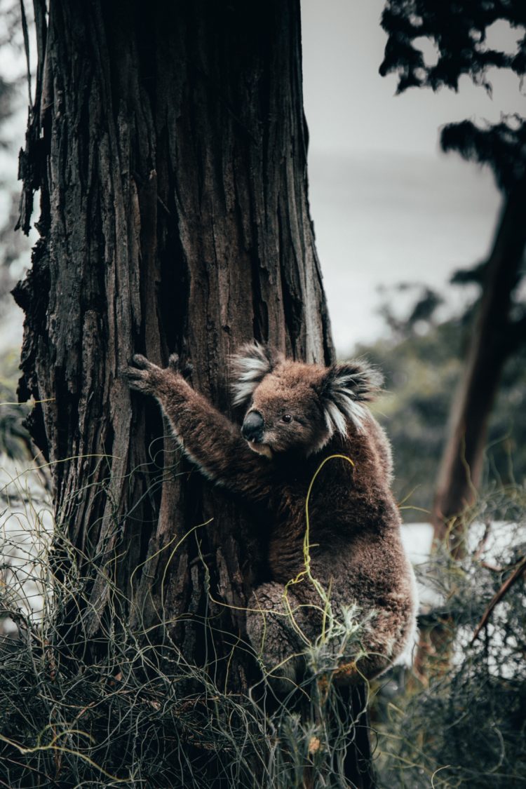 Photo of a koala bear hugging a tree