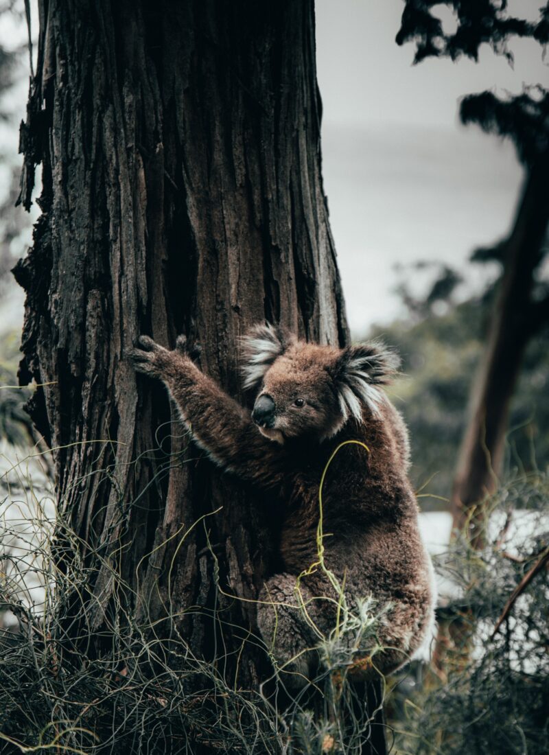 Photo of a koala bear hugging a tree