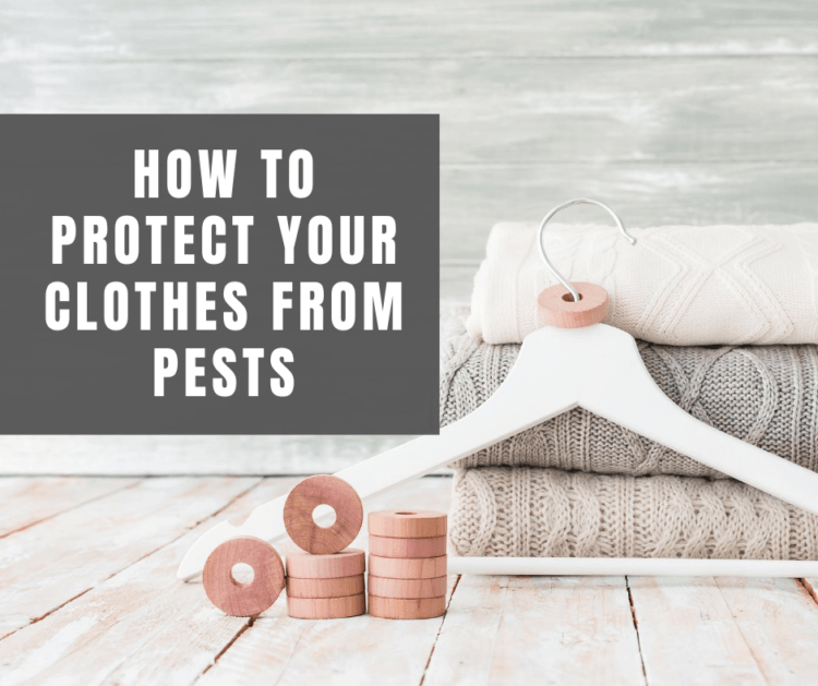 how to protect your clothes from pests