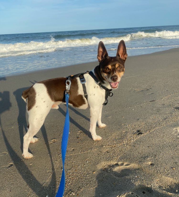 dewey beach dog friendly