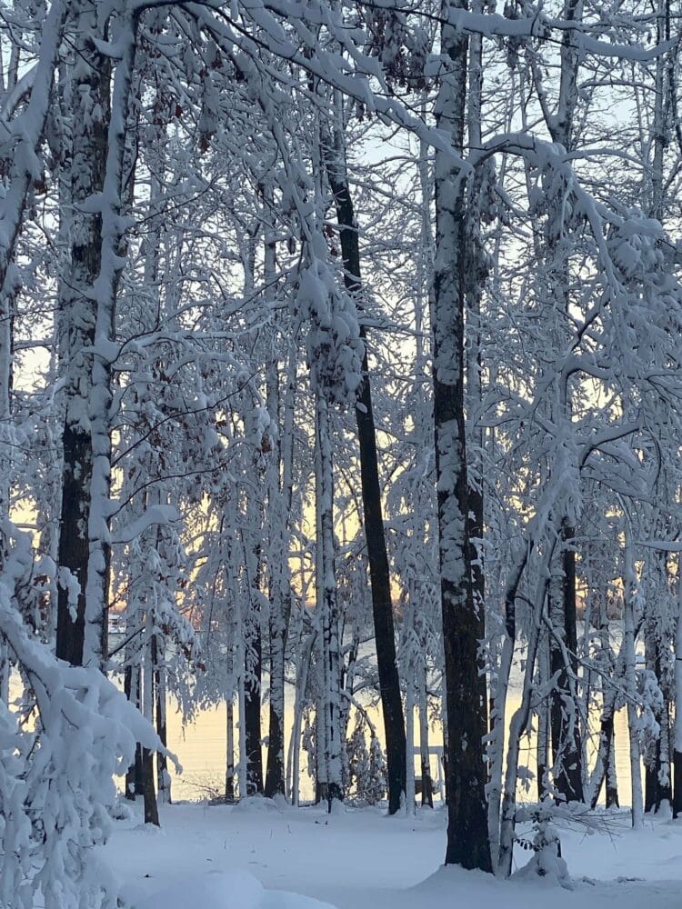 trees covered in snow with the sun rising behind them