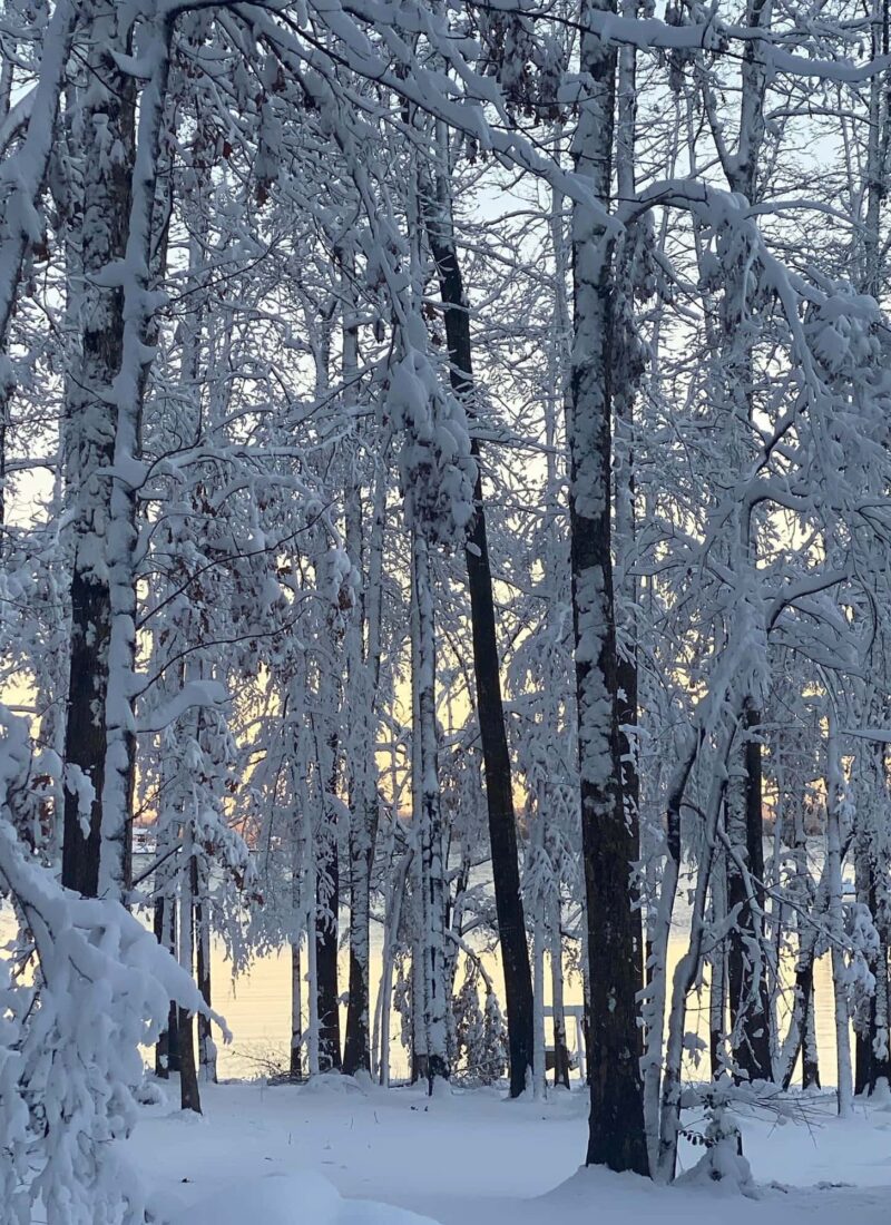 trees covered in snow with the sun rising behind them
