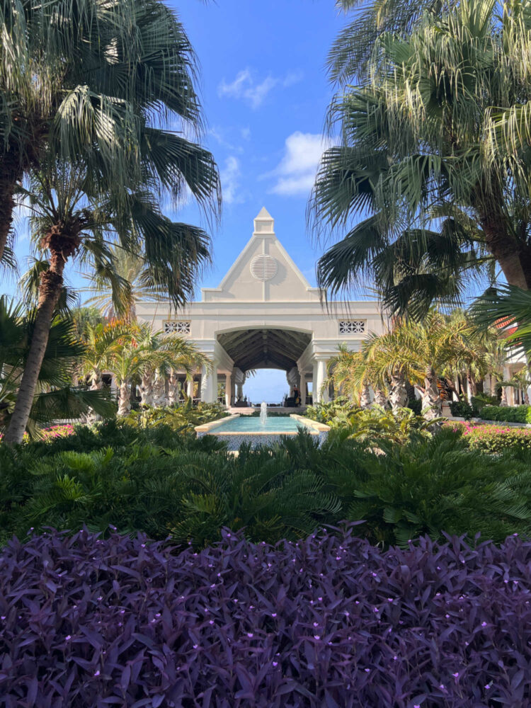 A view of the Curaçao Marriott Beach Resort from the driveway to the entrance. Purple flowers, palm trees, and a sand-colored open air lobby