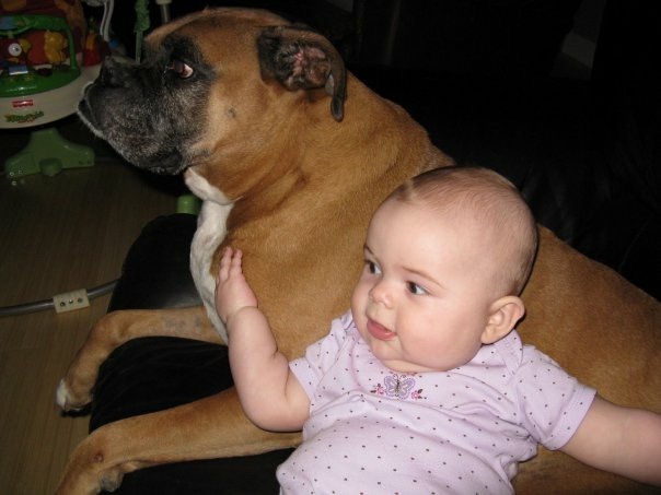 a baby smiling and leaning against an old boxer dog
