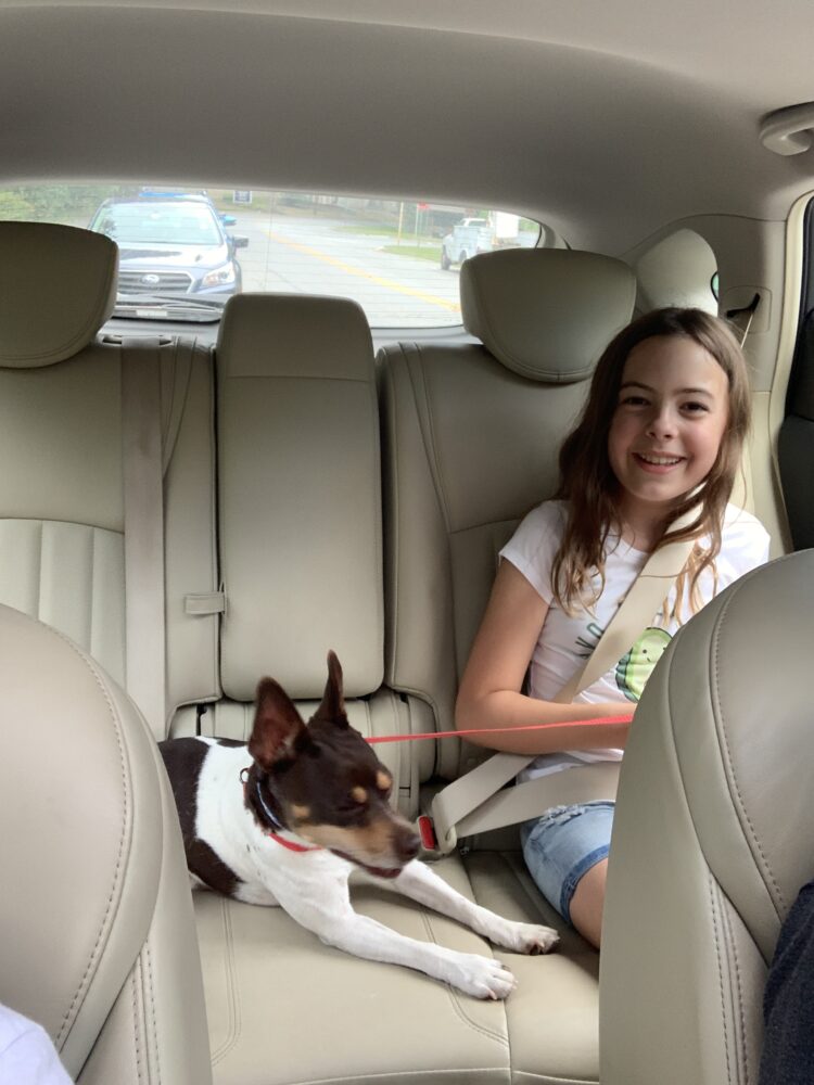 A tween girl in the backseat of a car with a small toy fox terrier mix dog